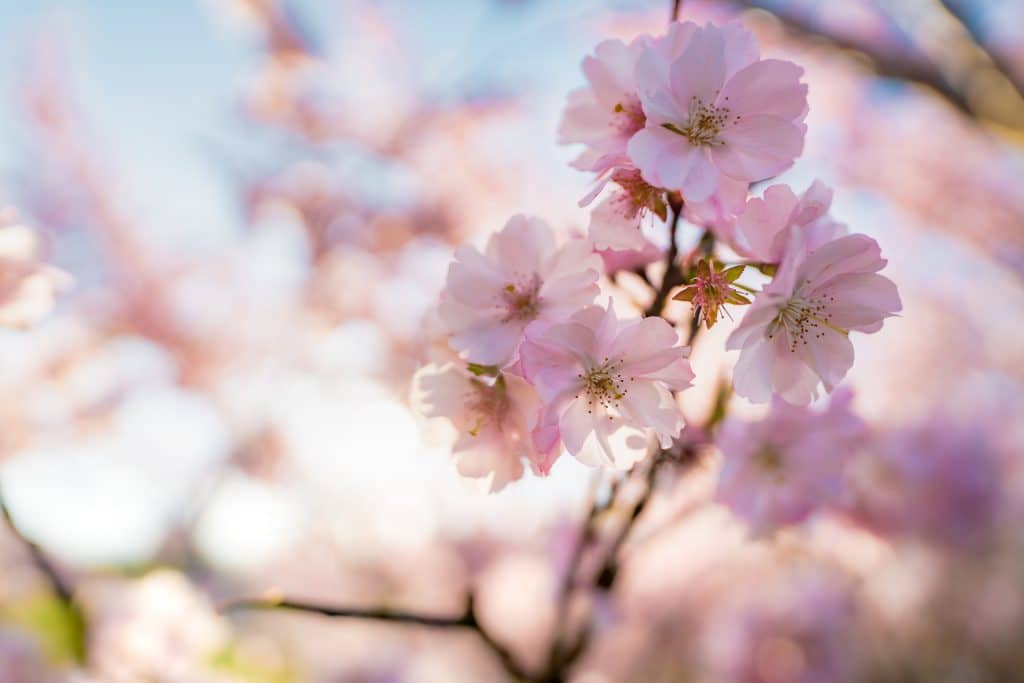 Pink flowers - March marketing ideas